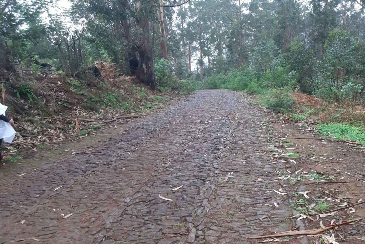 Madère : Marche privée de Levada Serra do Faial à Camacha