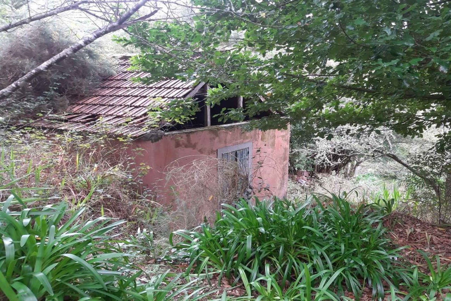 Madère : Marche privée de Levada Serra do Faial à Camacha