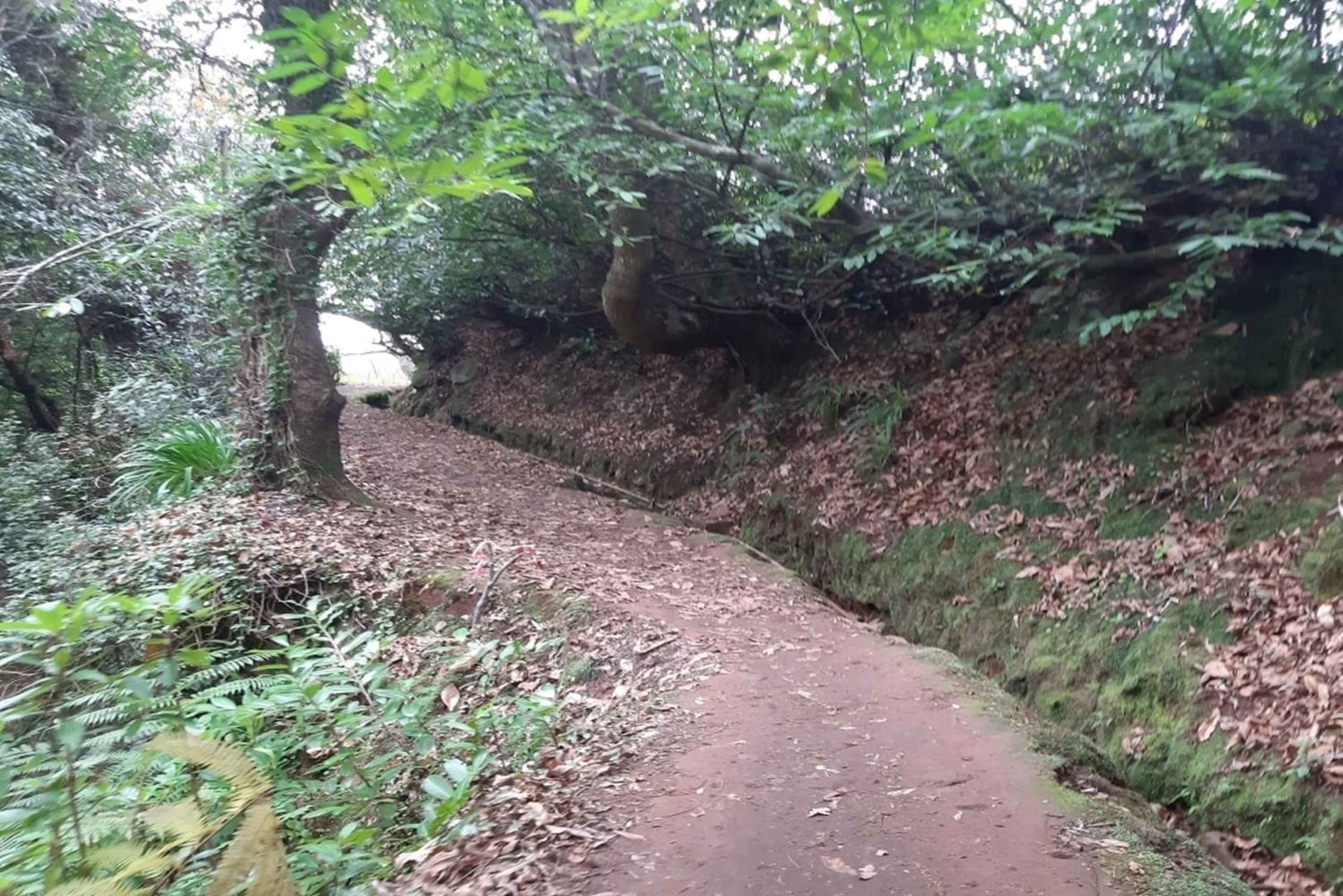 Madère : Marche privée de Levada Serra do Faial à Camacha