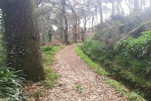 Madeira: Levada Serra do Faial to Camacha Private Walk