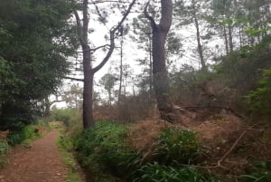 Madère : Marche privée de Levada Serra do Faial à Camacha