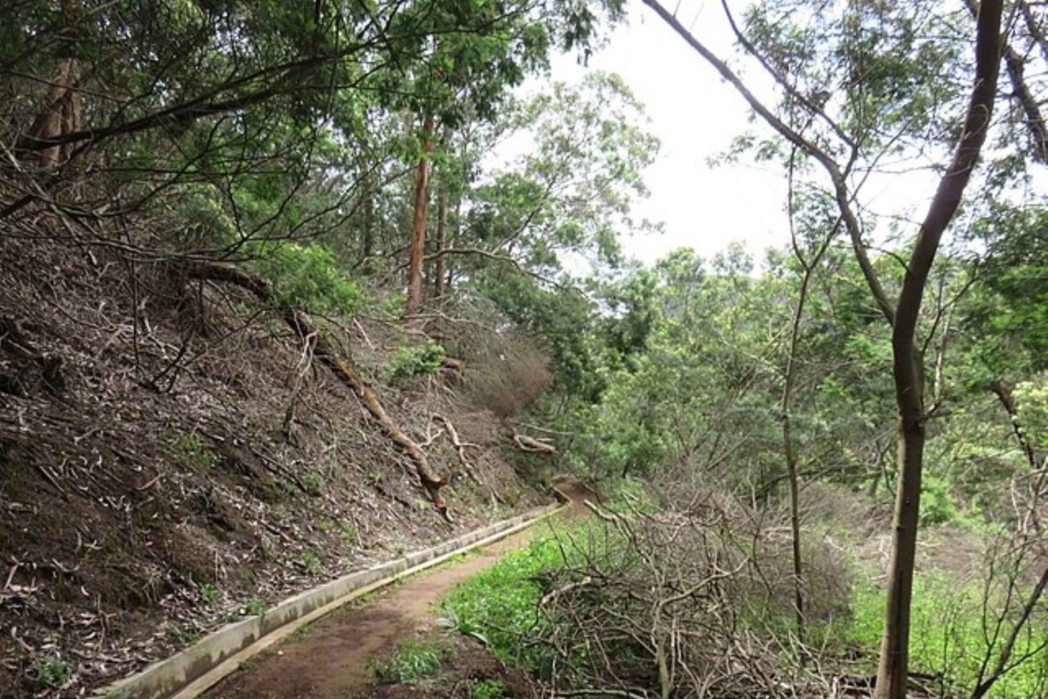 Promenade à Madère avec dégustation de poncha