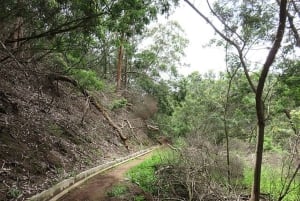 Promenade à Madère avec dégustation de poncha