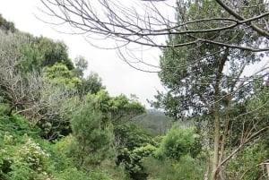 Promenade à Madère avec dégustation de poncha