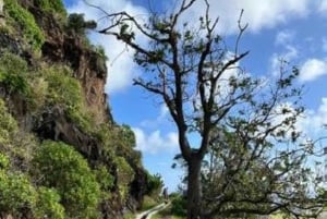 Promenade à Madère avec dégustation de poncha