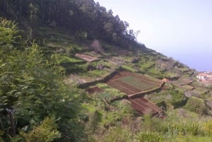 Madeira: Levado do Norte 2-Hour Hiking Tour