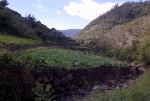 Madeira: Maroços Landscapes 2.5-Hour Guided Walk