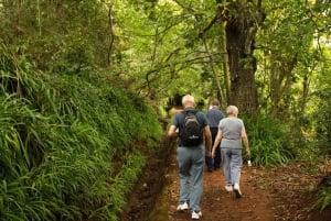 Madeira: Mini-Combo East Challenge: Jeep Safari + Levada