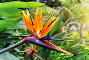 マデイラ：モンテ・トロピカル・ガーデンズ + マデトゥクによる旧市街のトゥクトゥク