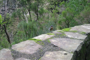 Madeira: Mountain Walk with Lagoon and Waterfalls