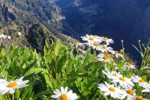 Madeira 'Mystery Tour' Half-Day - Private 4x4 Jeep