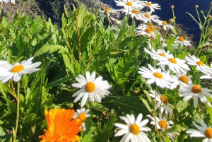 «Таинственный тур» по Мадейре, полдня — частный джип 4x4