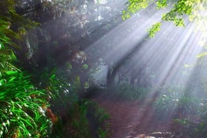 Madeira: Paradise Valley Levada Walk