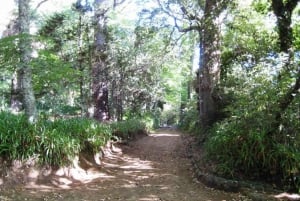 Madeira: Paradise Valley Levada Walk