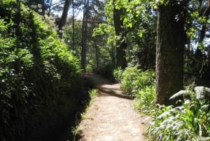 Madeira: Paradise Valley Levada Walk