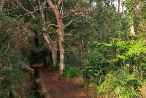 Madeira: Paradise Valley Levada Walk