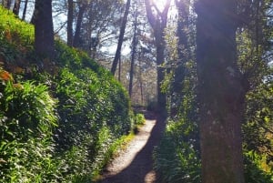 Madeira: Paradise Valley Levada Walk