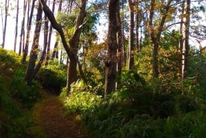 Madeira: Paradise Valley Levada Walk