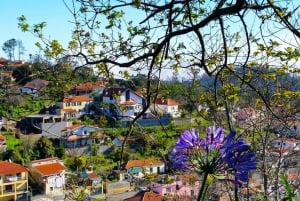 Madeira: Paradise Valley Levada Walk