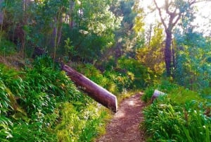 Madeira: Paradise Valley Levada Walk