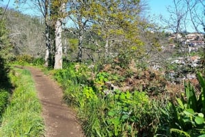 Madeira: Paradise Valley Levada Walk