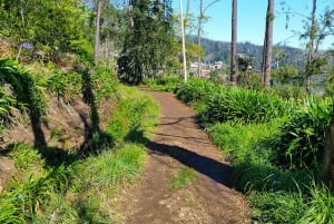 Madeira: Paradise Valley Levada Walk