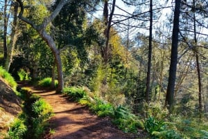 Madeira: Paradise Valley Levada Walk