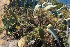 Мадейра: поход с гидом по Паул-ду-Мар