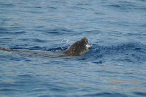 Madera: rejs wycieczkowy łodzią do latarni morskiej Ponta de São Lourenço