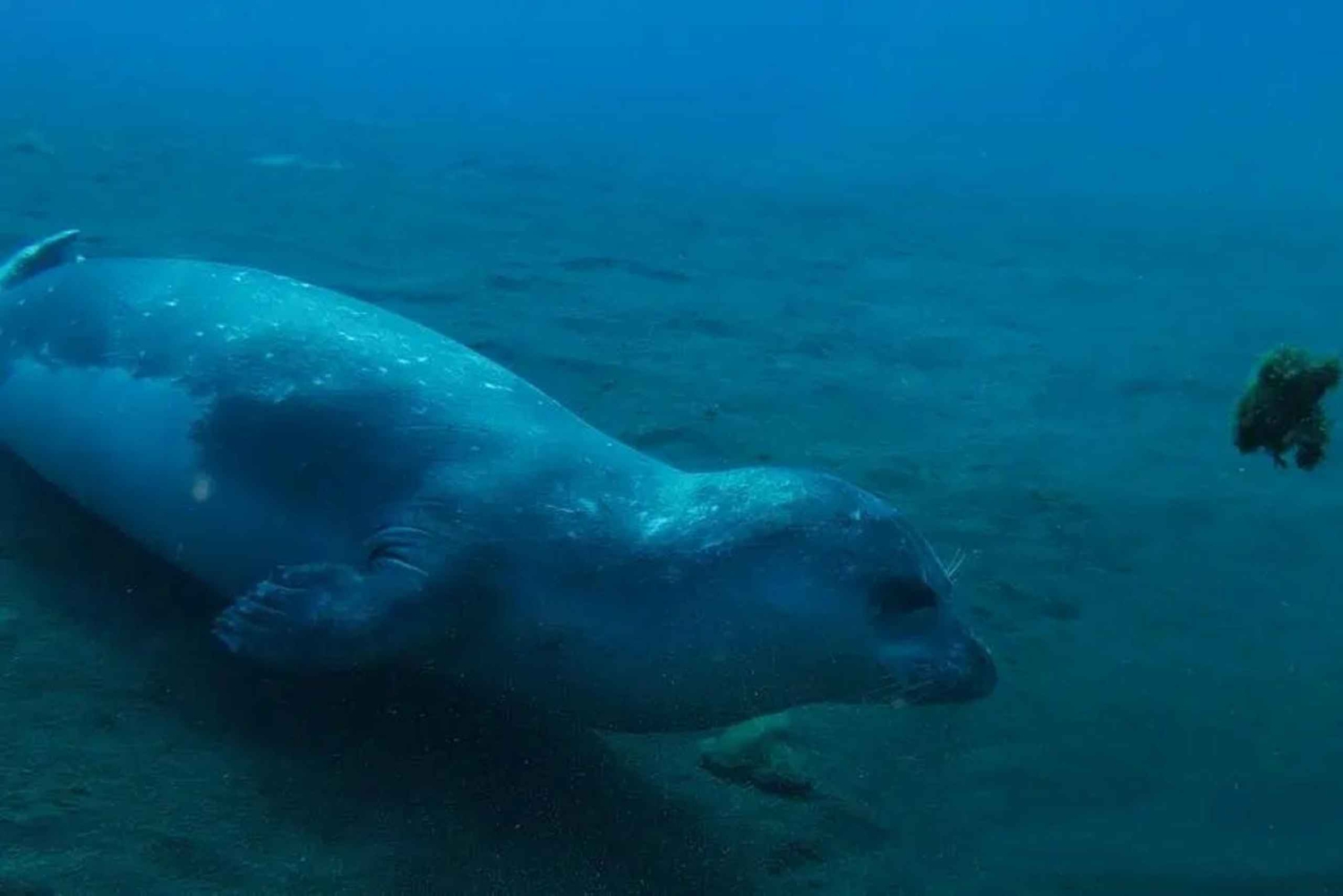 Madeira: Buceo en la costa de Ponta de São Lourenço (buceadores certificados)