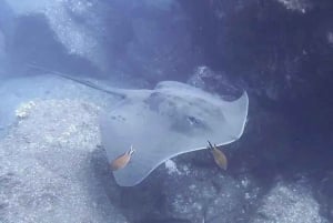 Madeira: Ponta de São Lourenço Shore Dive (certified divers)