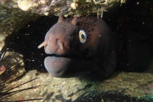 Madeira: Ponta de São Lourenço Shore Dive (certified divers)