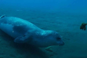 Madeira: Buceo en la costa de Ponta de São Lourenço (buceadores certificados)