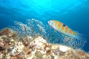 Madeira: Buceo en la costa de Ponta de São Lourenço (buceadores certificados)