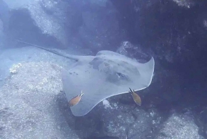 Madeira: Buceo en la costa de Ponta de São Lourenço (buceadores certificados)