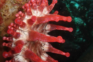 Madeira: Buceo en la costa de Ponta de São Lourenço (buceadores certificados)