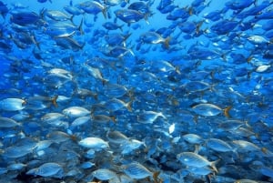 Madeira: Ponta de São Lourenço Snorkeling Boat trip