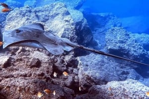 Madeira, Ponta São Lourenço: Scuba Diving for Beginners