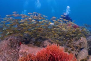 Madeira, Ponta São Lourenço: Scuba Diving for Beginners