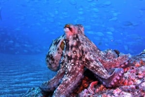 Madeira, Ponta São Lourenço: Scuba Diving for Beginners