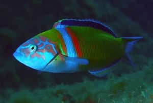 Madeira, Ponta São Lourenço: Scuba Diving for Beginners