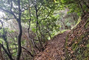 Madeira: Porto da Cruz to Machico Hiking Tour with Transfer