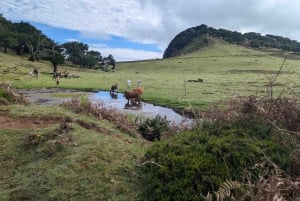 Madeira: Porto Moniz: Excursão Oeste Selvagem: Em viatura 4*4: Duração 7,5h