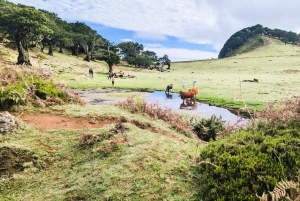 Madeira: Porto Moniz: Wild West Tour: In 4*4 car: Duration 7.5h