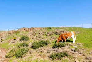 Madeira: Porto Moniz: Wild West Tour: In 4*4 car: Duration 7.5h