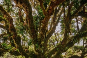 Madeira: PR 18 - Levada do Rei Hike Transfer with Host