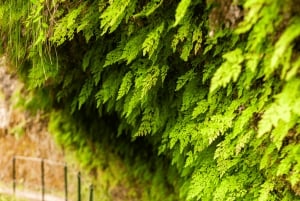 Madeira: PR 18 - Levada do Rei Hike Transfer with Host