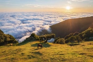 Madeira: Premium all-inclusive ekotur