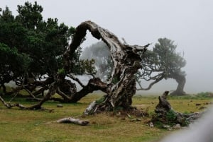 Madeira: Premium all-inclusive ekotur