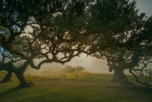 Madeira: Premium all-inclusive ekotur